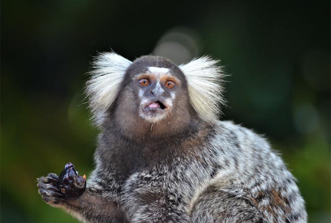 Macacos transmitem monkeypox? Entenda a relação do animal com a doença