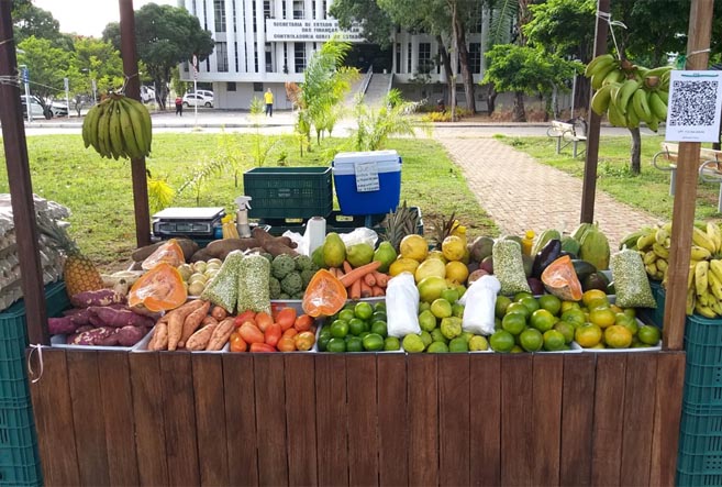 O protagonismo feminino na Agricultura Familiar e Economia do